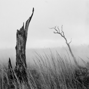Ohi’a Stump, Grasses & Steam © Franco Salmoiraghi